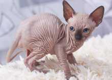 sphynx-kitten