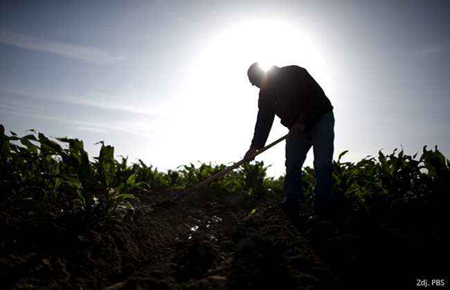 A farmworker fixes an irrigation pipe in a cornfield at the Bowles Farming Company in Los Banos, California, United States May 5, 2015. California water regulators on Tuesday adopted the state's first rules for mandatory cutbacks in urban water use as the region's catastrophic drought enters its fourth year. Urban users will be hardest hit, even though they account for only 20 percent of state water consumption, while the state's massive agricultural sector, which the Public Policy Institute of California says uses 80 percent of human-related consumption, has been exempted. Picture taken May 5, 2015. REUTERS/Lucy Nicholson