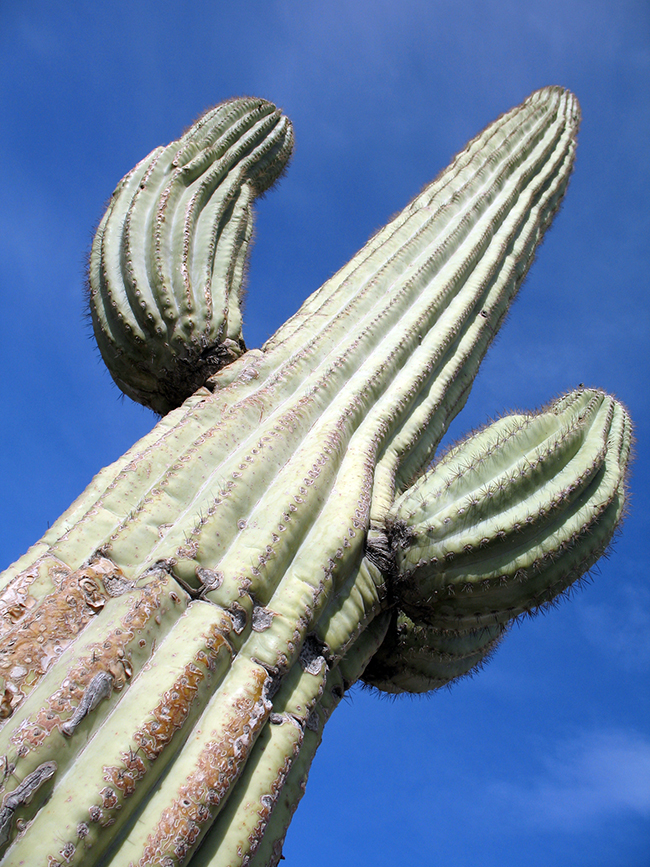 34c Kaktus saguaro