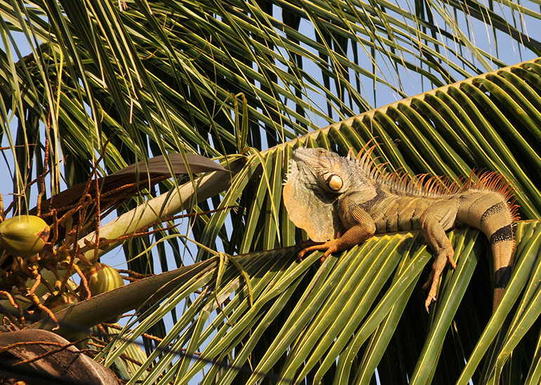 6ź Iguana na palmie