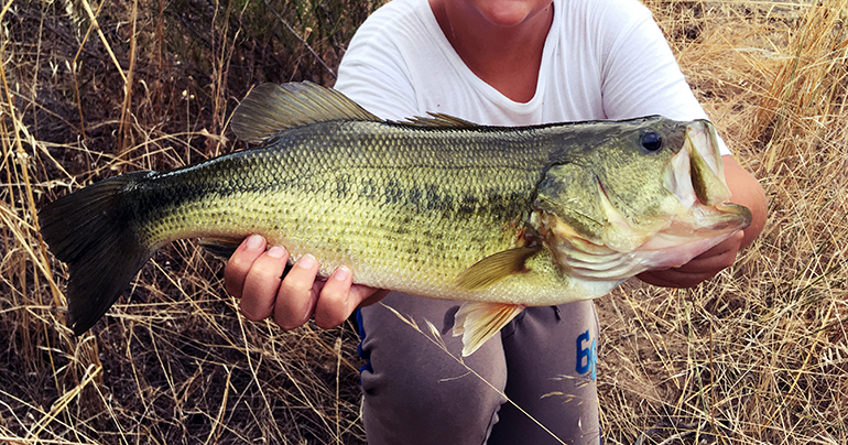 Largemouth Bass depositphotos