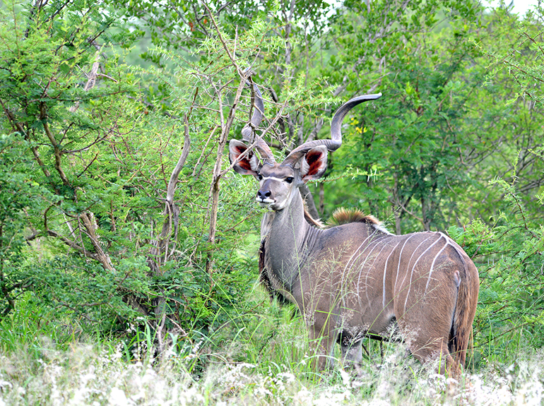 10g Antylopa kudu