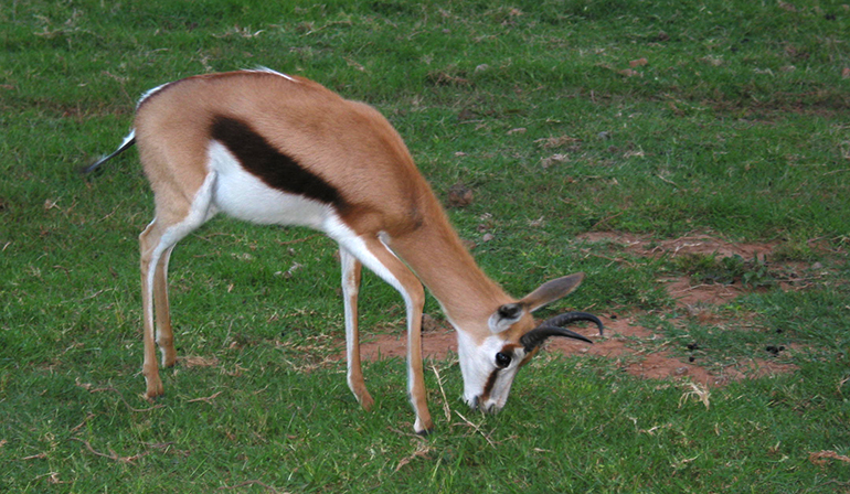 10zzz Impala w całej swojej krasie