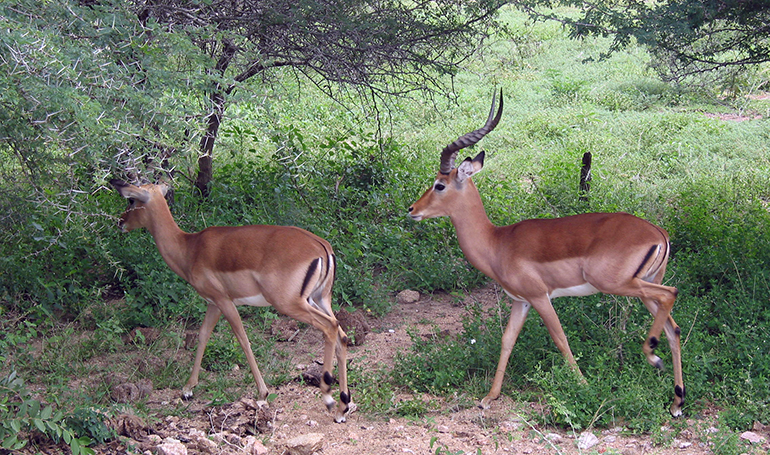 11p Antylopy impala