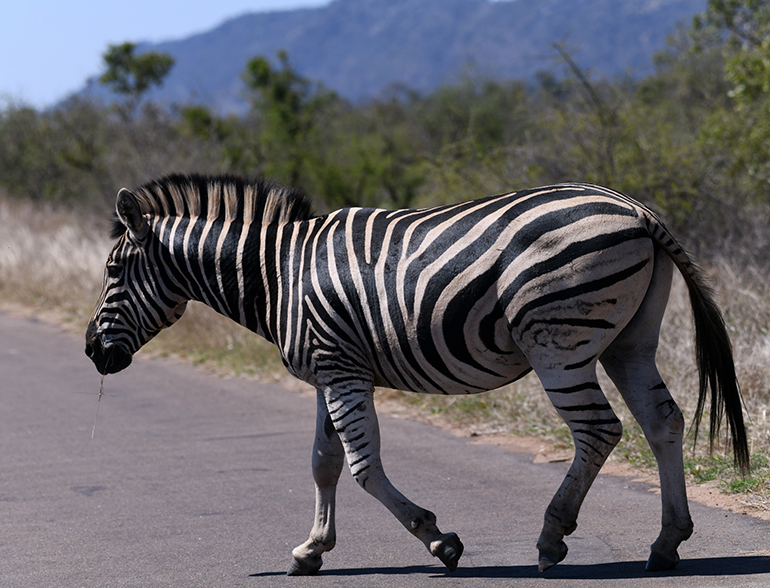 11s Zebra na asfalcie