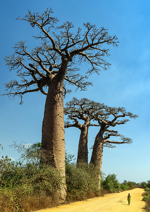 13d Potężny baobab z Morondava Madagaskar