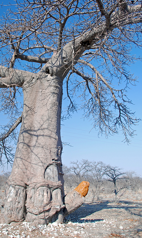 13f Baobab nieprzyzwoity