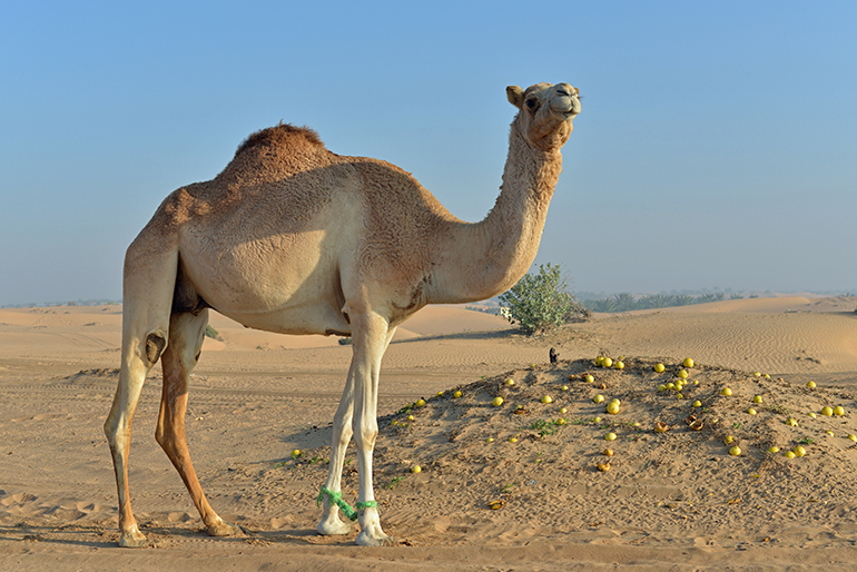 EMIRATY cz 1b Wielbłąd z Arabii