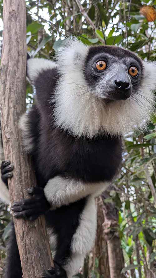 2a Lemur wari Madagaskar