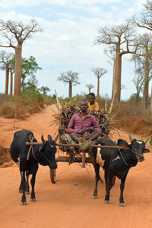 5a Gdzieś na drodze Madagaskar