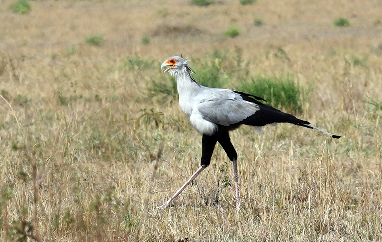 5c Ptak sekretarz Masai Mara Kenia