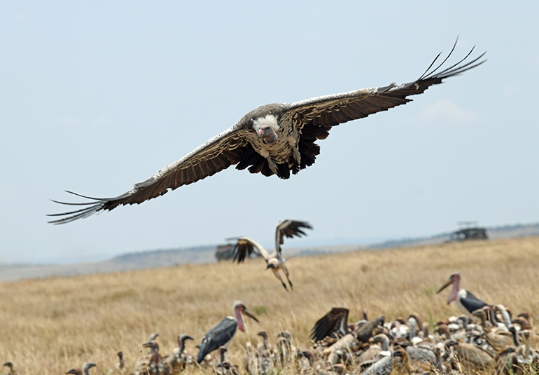 5e Nadlatuje sęp Masai Mara Kenia