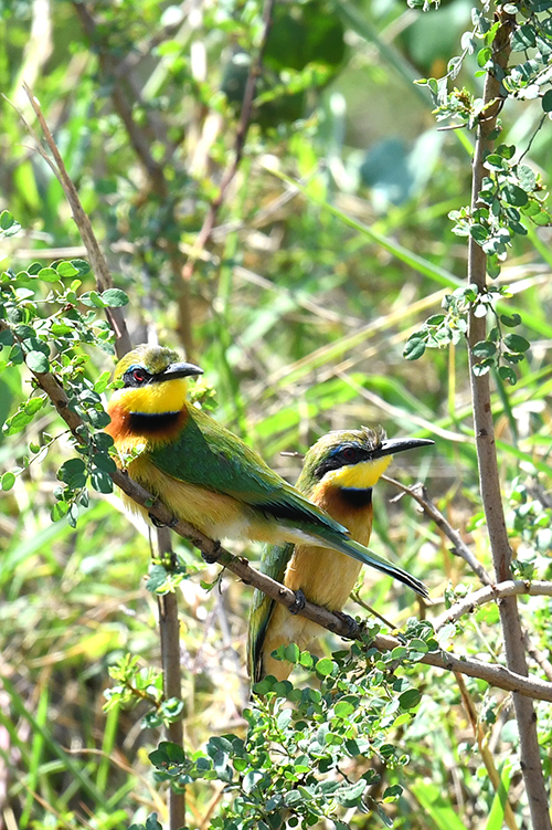 5k Żołna mała Masai Mara Kenia