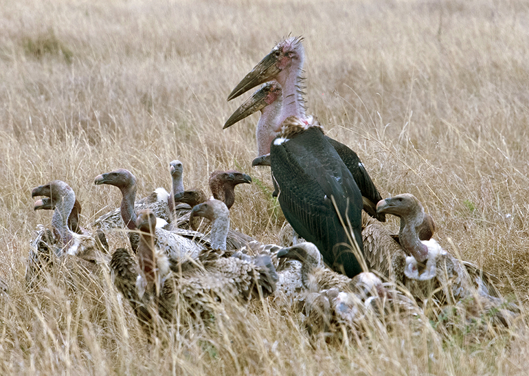 5m Marabuty między sępami Masai Mara Kenia