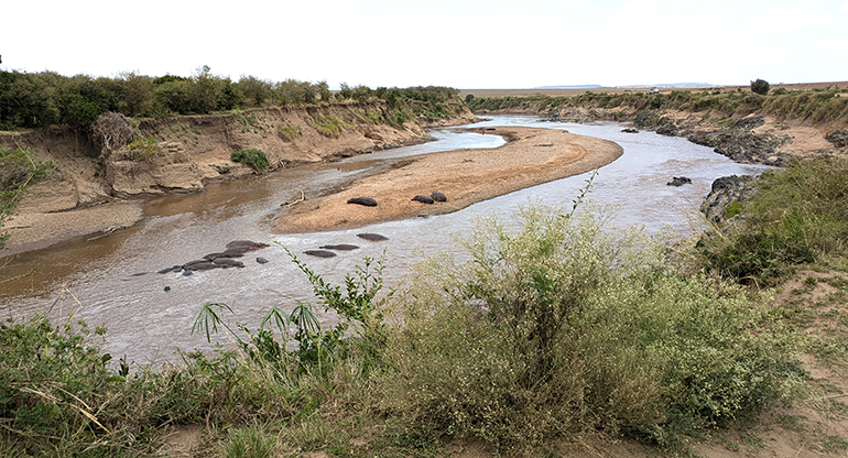 6h Osiemnaście hipopotamów Masai Mara Kenia